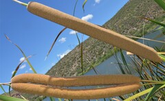 Typha domingensis