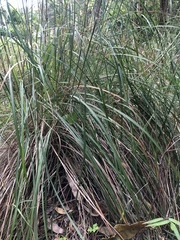 Sorghum leiocladum