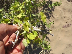 Malpighia diversifolia