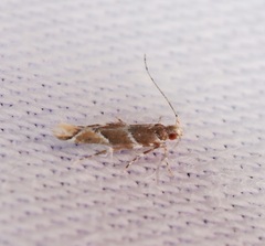 Pyroderces