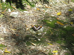 Adelpha iphicleola iphicleola