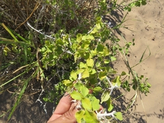 Malpighia diversifolia