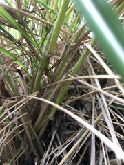 Sorghum leiocladum