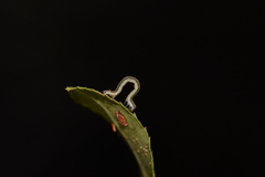 Anavitrinella pampinaria