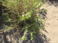 Malpighia diversifolia