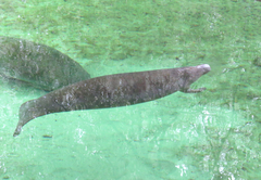 Trichechus manatus
