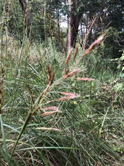 Sorghum leiocladum