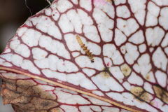 Exyra semicrocea