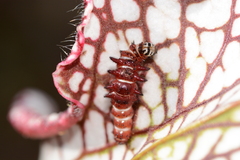 Exyra semicrocea