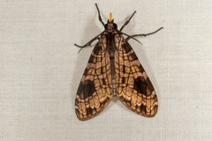 Phaegoptera