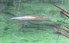 Trichechus manatus