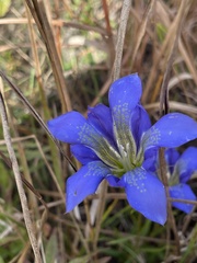 Gentiana autumnalis