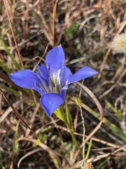 Gentiana autumnalis