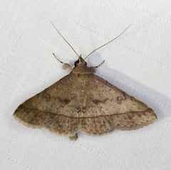 Hypospila bolinoides