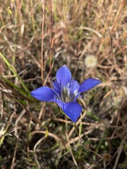 Gentiana autumnalis