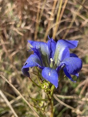Gentiana autumnalis