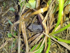 Pristimantis unistrigatus