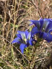 Gentiana autumnalis