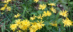 Senecio rufiglandulosus