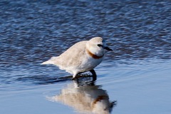 Charadrius pallidus