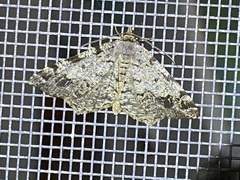 Macaria pinistrobata