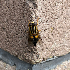 Helophilus antipodus