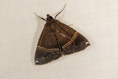 Hypena zarabena