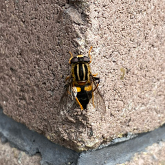 Helophilus antipodus