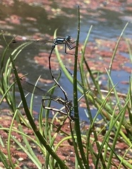 Austrolestes colensonis