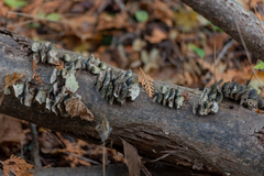 Trichaptum fuscoviolaceum