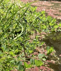 Austrolestes colensonis