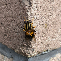 Helophilus antipodus