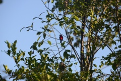 Ramphocelus nigrogularis