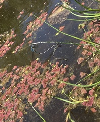 Austrolestes colensonis