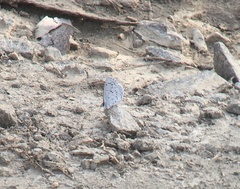 Celastrina