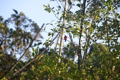 Ramphocelus nigrogularis