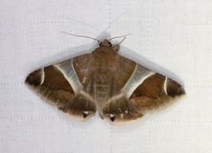 Bastilla crameri