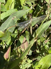 Hemicordulia continentalis