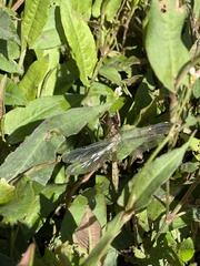 Hemicordulia continentalis