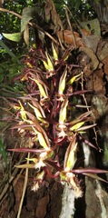 Catasetum saccatum