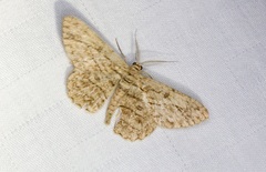 Hypomecis transcissa