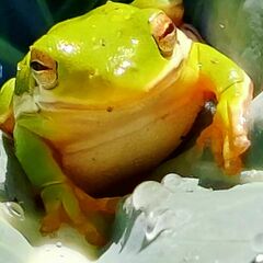 Hyla cinerea