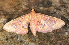 Ischnurges gratiosalis