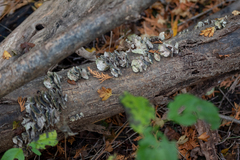 Trichaptum fuscoviolaceum