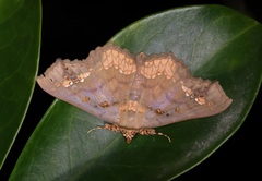 Lopharthrum comprimens