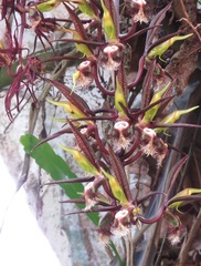 Catasetum saccatum
