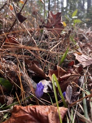 Gentiana catesbaei