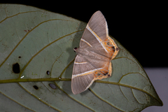 Phrygionis polita