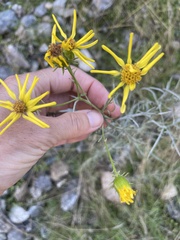 Senecio flaccidus