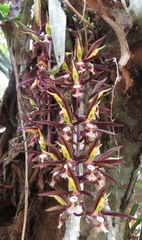 Catasetum saccatum